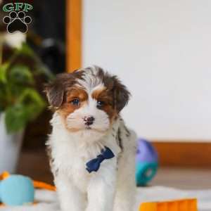 Brodie, Yorkie Poo Puppy